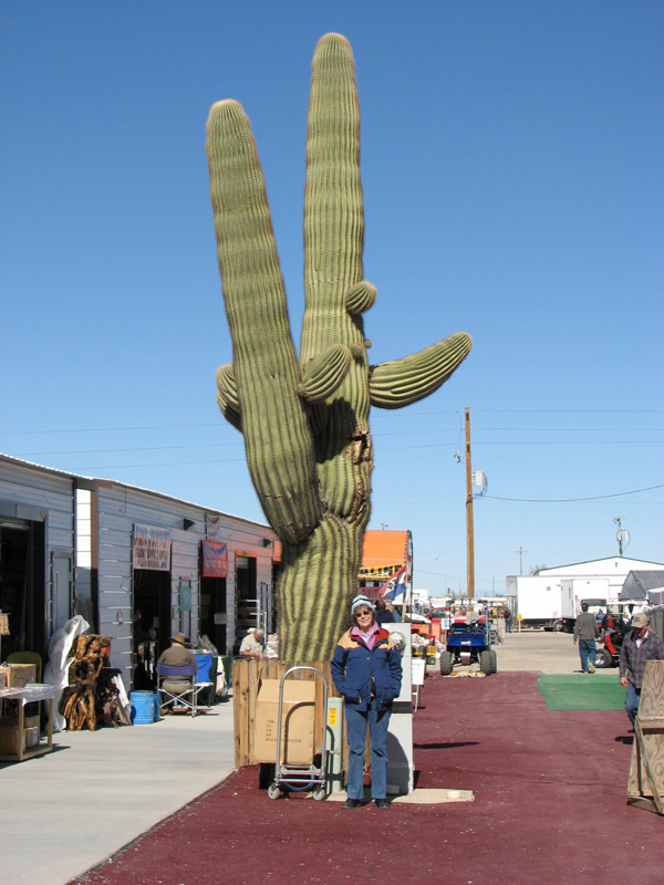 That's some big Saguaro.